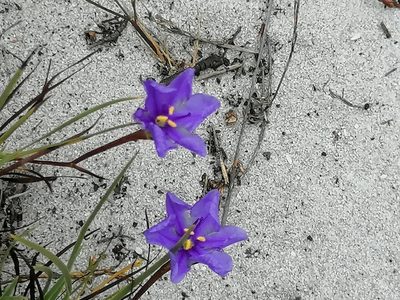 Aristea glauca, photographed by flamelily