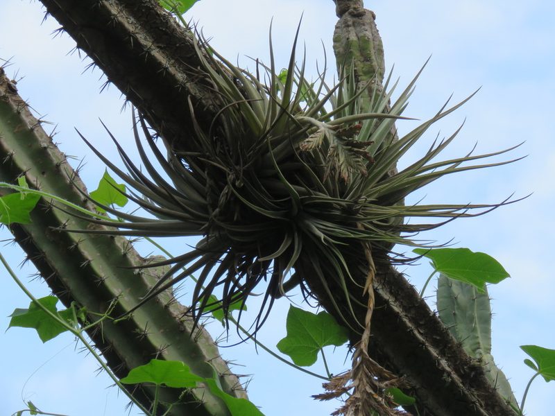 Tillandsia didisticha, photographed by Nicolas Olejnik