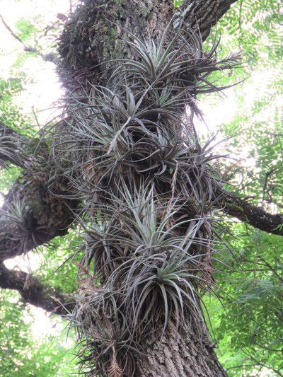 Tillandsia didisticha, photographed by Nicolas Olejnik