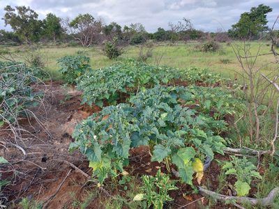 Datura ferox, photographed by Manuel R Popp
