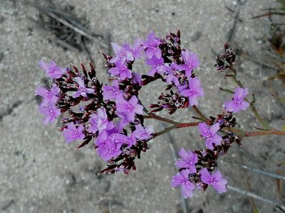 Limonium scabrum, photographed by flamelily