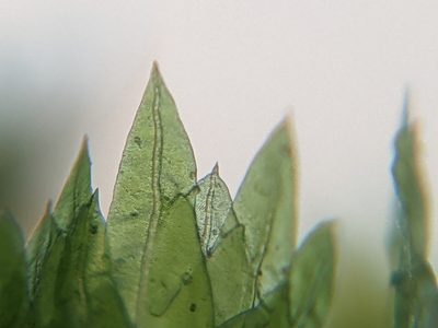 Fissidens taxifolius, photographed by Dan Wrench