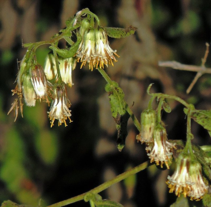 Trixis grisebachii, photographed by Hugo Hulsberg