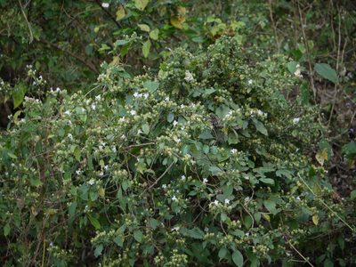 Strobilanthes ixiocephala, photographed by Dinesh Valke