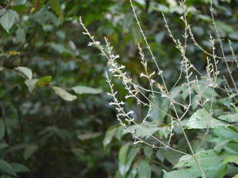Gymnostachyum pubescens, photographed by Dinesh Valke