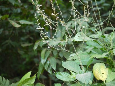 Gymnostachyum pubescens, photographed by Dinesh Valke