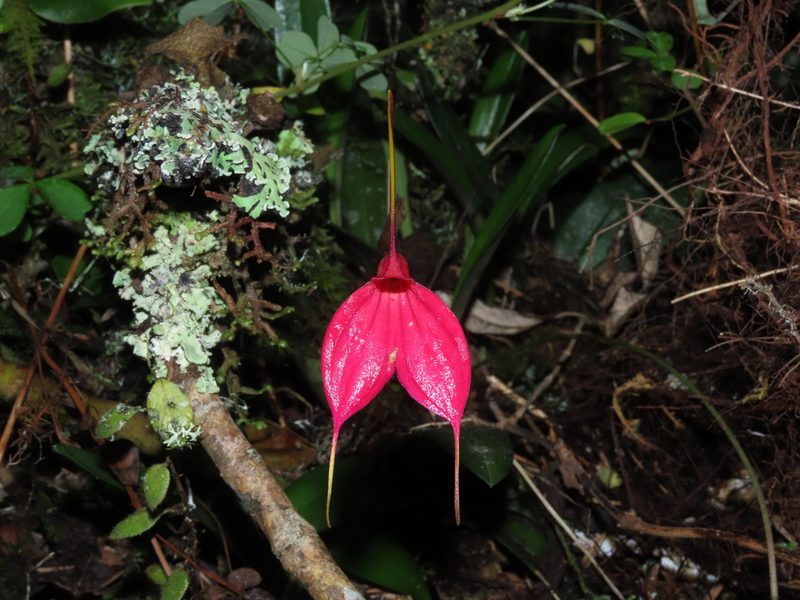 Masdevallia amabilis, photographed by Manuel Roncal