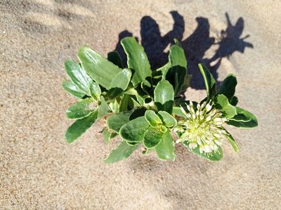 Calycera crassifolia, photographed by Florencia Grattarola