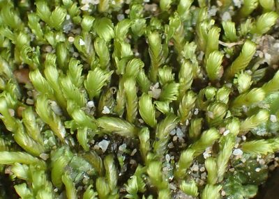 Fissidens megalotis, photographed by Nicola van Berkel
