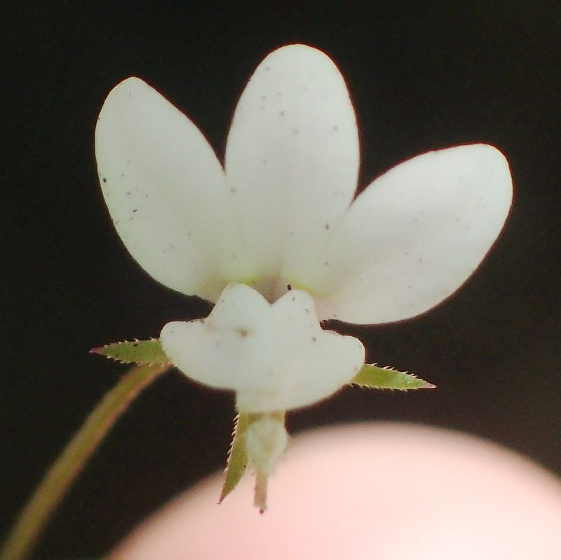 Monopsis alba, photographed by Nicola van Berkel