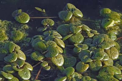Hydrocharis laevigata, photographed by Hugo Hulsberg