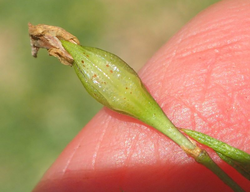 Psoralea imminens, photographed by Nicola van Berkel