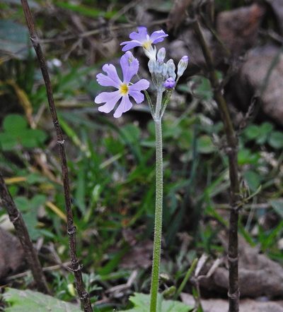 Primula malacoides, photographed by Hugo Hulsberg