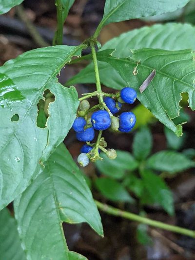 Palicourea cyanococca, photographed by Trevor Van Loon