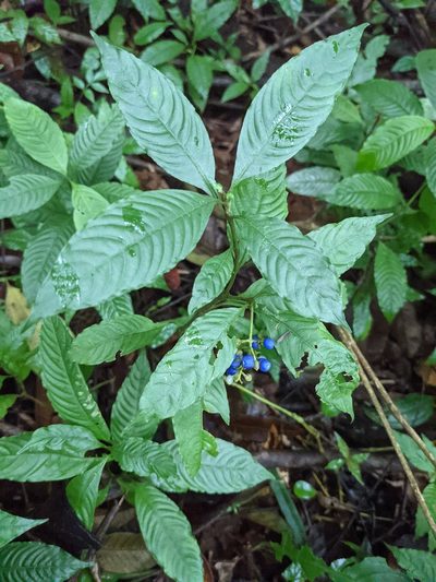 Palicourea cyanococca, photographed by Trevor Van Loon