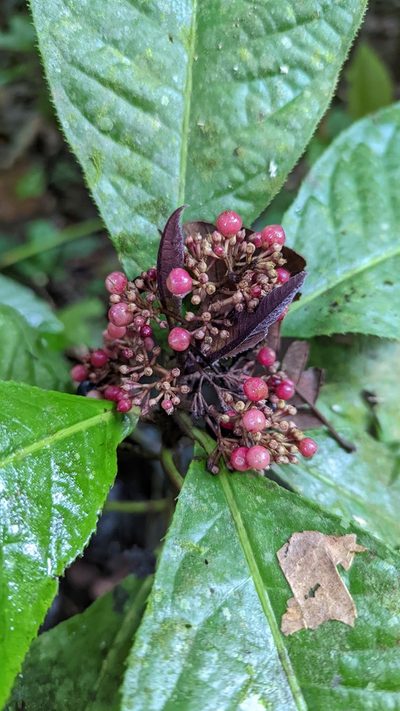 Ardisia pellucida, photographed by Trevor Van Loon