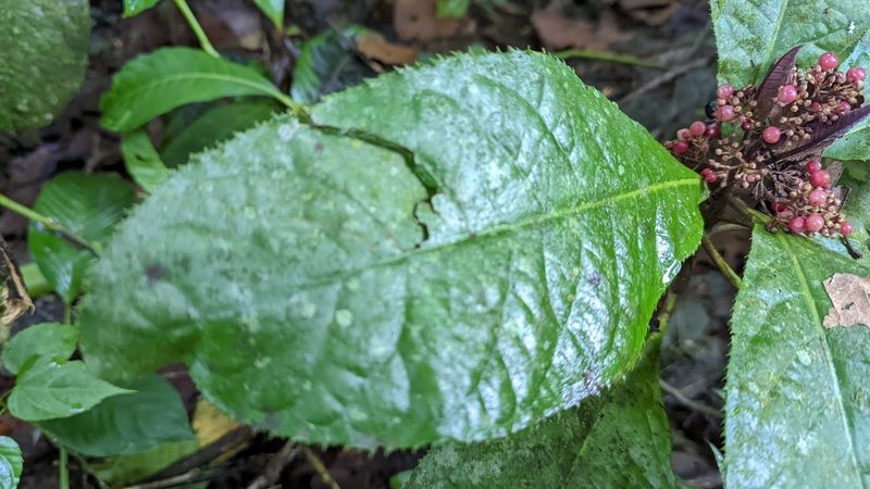 Ardisia pellucida, photographed by Trevor Van Loon
