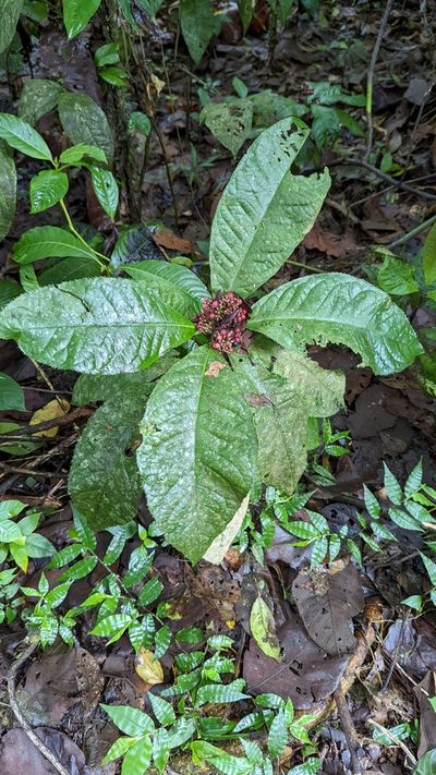 Ardisia pellucida, photographed by Trevor Van Loon