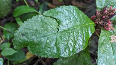 Ardisia pellucida, photographed by Trevor Van Loon