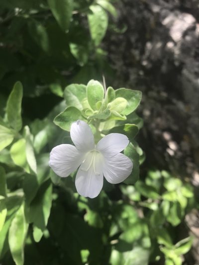 Barleria matopensis, photographed by rosshawkins