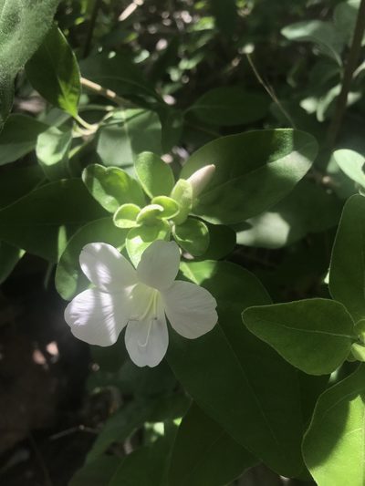 Barleria matopensis, photographed by rosshawkins