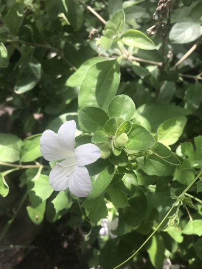 Barleria matopensis, photographed by rosshawkins