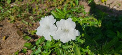 Ruellia tuberosa, photographed by ritirene