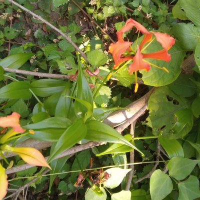 Gloriosa superba, photographed by Rosemary Harrison