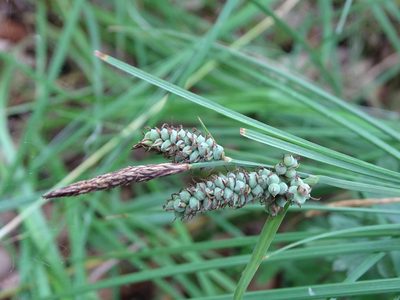 Carex tomentosa, photographed by Grzegorz Grzejszczak