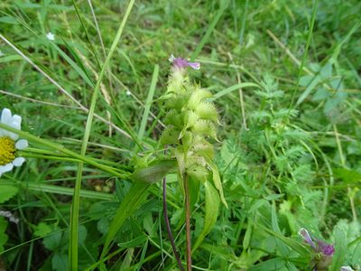 Melampyrum cristatum, photographed by Grzegorz Grzejszczak