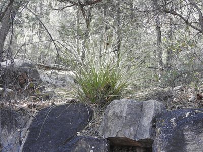 Nolina microcarpa, photographed by Rachel Stringham