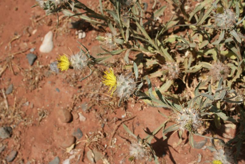 Centaurea eriophora, photographed by Oleg Kosterin