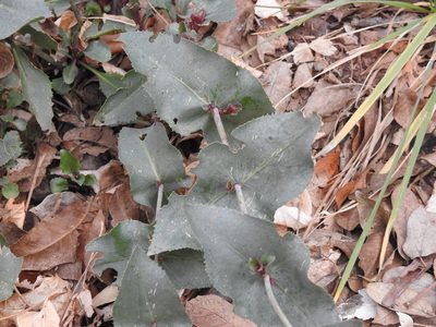 Penstemon pseudospectabilis, photographed by Rachel Stringham