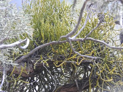 Phoradendron juniperinum, photographed by Rachel Stringham