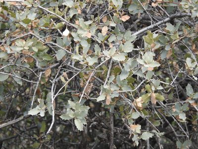 Quercus turbinella, photographed by Rachel Stringham