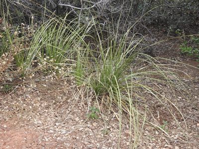 Nolina microcarpa, photographed by Rachel Stringham