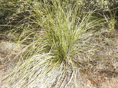 Nolina microcarpa, photographed by Rachel Stringham