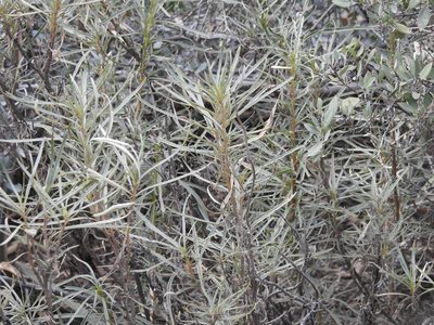 Eriodictyon angustifolium, photographed by Rachel Stringham