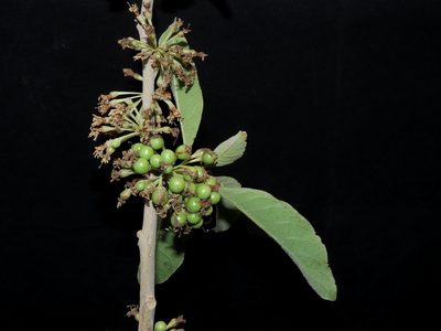 Iochroma arborescens, photographed by Manuel Roncal