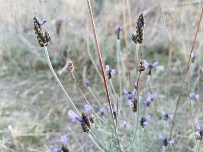 Lavandula multifida, photographed by Thor-Rune Hansen