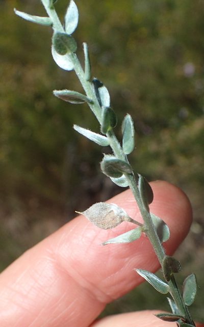 Amphithalea parvifolia, photographed by Nicola van Berkel