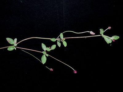Alternanthera porrigens, photographed by Manuel Roncal