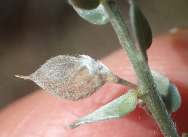 Amphithalea parvifolia, photographed by Nicola van Berkel