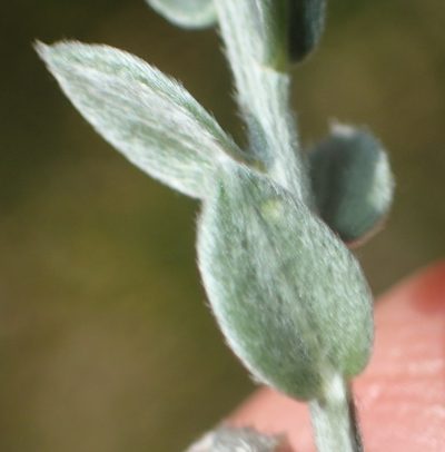 Amphithalea parvifolia, photographed by Nicola van Berkel
