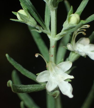 Teucrium africanum, photographed by Nicola van Berkel