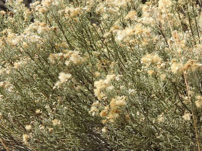 Ericameria laricifolia, photographed by Rachel Stringham