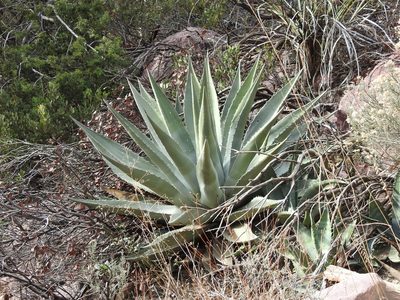 Agave chrysantha, photographed by Rachel Stringham