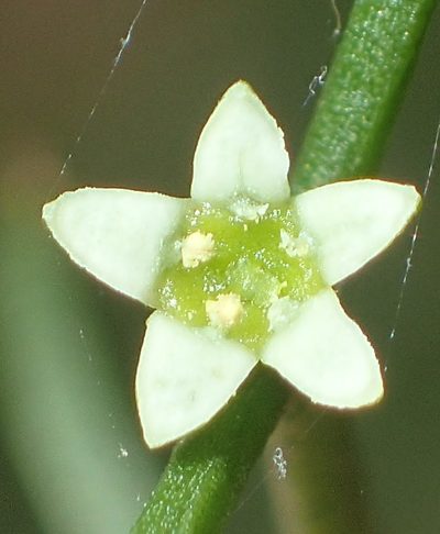 Thesium triflorum, photographed by Nicola van Berkel
