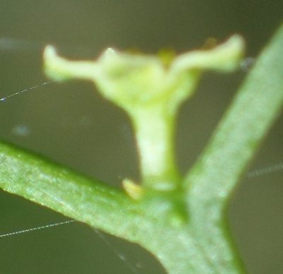 Thesium triflorum, photographed by Nicola van Berkel