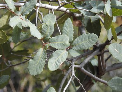 Quercus arizonica, photographed by Rachel Stringham